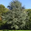 Blaue Atlaszeder 80-100cm - Cedrus Atlantica -Pflanze Verkaufsgeschäft Cedrus atlantica Glauca BLWS112234 1