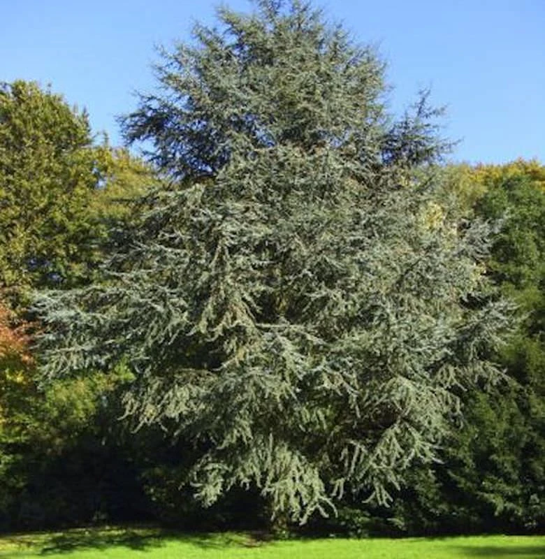 Blaue Atlaszeder 100-125cm - Cedrus Atlantica 3 Blaue Atlaszeder 100-125cm - Cedrus Atlantica