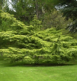 Goldene Atlaszeder 30-40cm - Cedrus Atlantica