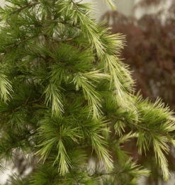 Himalaya-Zeder Bushes Electra 100-125cm - Cedrus Deodara