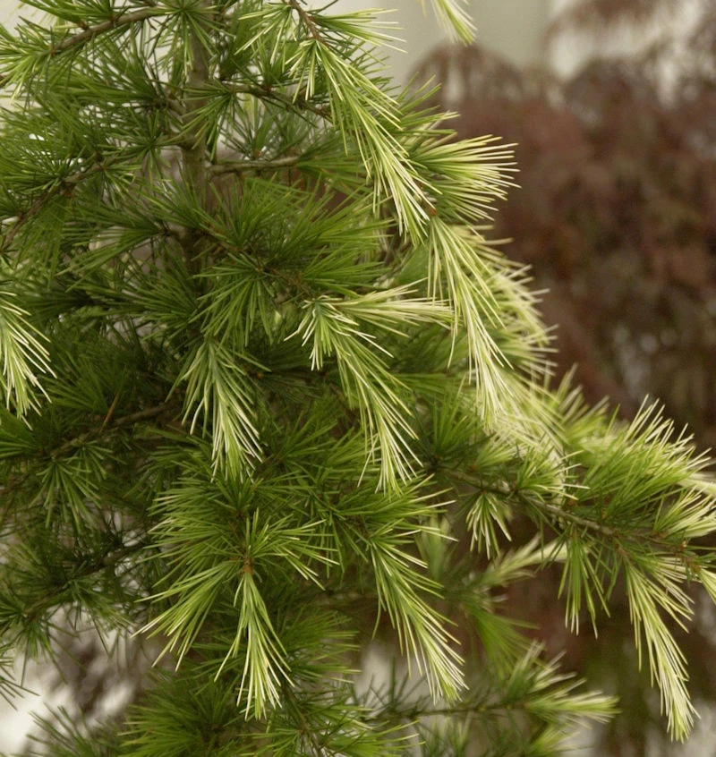 Himalaya-Zeder Bushes Electra 100-125cm - Cedrus Deodara 3 Himalaya-Zeder Bushes Electra 100-125cm - Cedrus Deodara