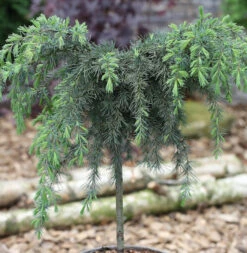 Hochstamm Himalaya Zeder Feelin Blue 40-60cm - Cedrus Deodara