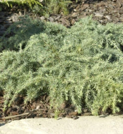 Himalaya Zeder Feelin Blue 40-50cm - Cedrus Deodara