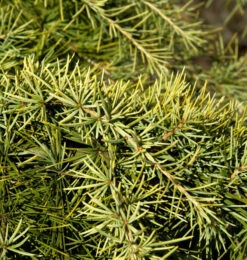 Himalaya Zeder Golden Horizon 30-40cm - Cedrus Deodara