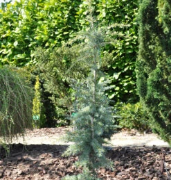 Himalaya-Zeder Karl Fuchs 80-100cm - Cedrus Deodara