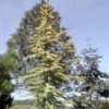 Goldene Atlaszeder Aurea 80-100cm - Cedrus Libani -Pflanze Verkaufsgeschäft Cedrus libani Atlantica Aurea