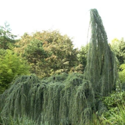 Hänge-Libanon-Zeder 100-125cm - Cedrus Libani