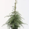 Himalaya Zeder 80-100cm - Cedrus Deodara -Pflanze Verkaufsgeschäft Cedrusdeodara 1