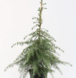 Himalaya Zeder 125-150cm - Cedrus Deodara