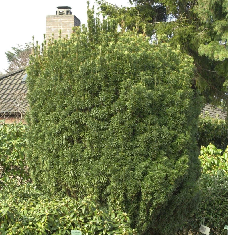 Kopfeibe 40-50cm - Cephalotaxus Harringtonia Fastigiata 3 Kopfeibe 40-50cm - Cephalotaxus Harringtonia Fastigiata