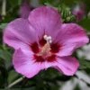 Garteneibisch Aphrodite 40-60cm - Hibiscus