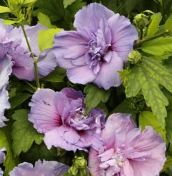 Garteneibisch Blue Chiffon 80-100cm - Hibiscus