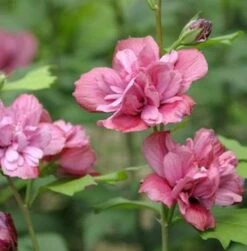 Garteneibisch Duc Brabant 30-40cm - Hibiscus