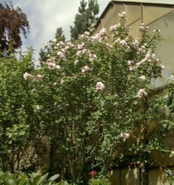Garteneibisch French Point 40-60cm - Hibiscus