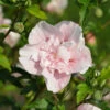 Garteneibisch French Pink Chiffon 40-60cm - Hibiscus -Pflanze Verkaufsgeschäft Hibiscus PinkChiffon 1