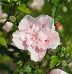 Hochstamm Garteneibisch French Pink Chiffon 60-80cm - Hibiscus