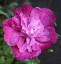 Garteneibisch Purple Ruffles 40-60cm - Hibiscus