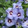 Garteneibisch Ultramarie 60-80cm - Hibiscus -Pflanze Verkaufsgeschäft Hibiscus Ultramarie BLWS336206