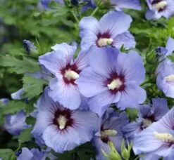 Garteneibisch Ultramarie 60-80cm - Hibiscus