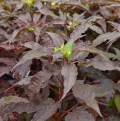 Staudeneibisch Summerific Holi Graile 40-60cm - Hibiscus Moscheutos