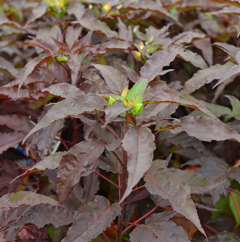 Staudeneibisch Summerific Holi Graile 40-60cm - Hibiscus Moscheutos 3 Staudeneibisch Summerific Holi Graile 40-60cm - Hibiscus Moscheutos