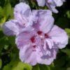 Rosen Eibisch Ardens 100-125cm - Hibiscus Syriacus