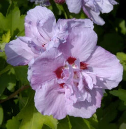 Rosen Eibisch Ardens 80-100cm - Hibiscus Syriacus