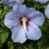 Hochstamm Rosen Eibisch Blue Bird 80-100cm - Hibiscus Syriacus 1 Hochstamm Rosen Eibisch Blue Bird 80-100cm - Hibiscus Syriacus -Pflanze Verkaufsgeschäft Hibiscus syriacus BlueBird 1