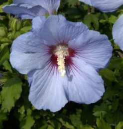 Rosen Eibisch Blue Bird 30-40cm - Hibiscus Syriacus
