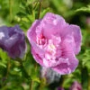 Garteneibisch Flower Tower Purple 80-100cm - Hibiscus Syriacus -Pflanze Verkaufsgeschäft Hibiscus syriacus Flower Tower Purple 1