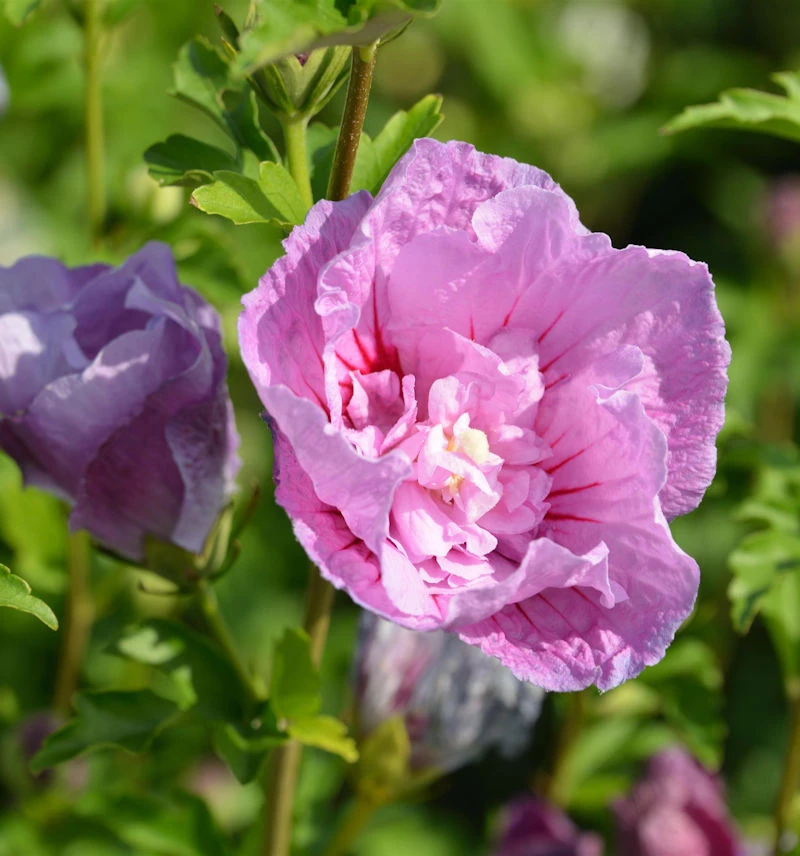 Garteneibisch Flower Tower Purple 80-100cm - Hibiscus Syriacus 3 Garteneibisch Flower Tower Purple 80-100cm - Hibiscus Syriacus