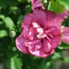 Garteneibisch Flower Tower Ruby 40-60cm - Hibiscus Syriacus -Pflanze Verkaufsgeschäft Hibiscus syriacus Flower Tower Ruby