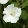 Garteneibisch Flower Tower White 60-80cm - Hibiscus Syriacus -Pflanze Verkaufsgeschäft Hibiscus syriacus Flower Tower White 1