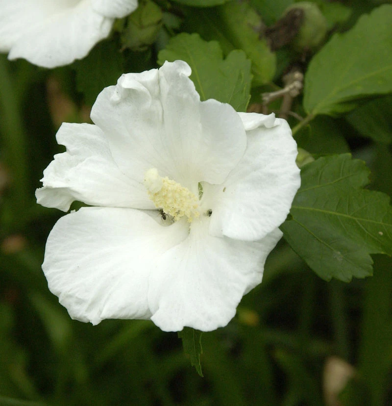 Garteneibisch Flower Tower White 60-80cm - Hibiscus Syriacus 3 Garteneibisch Flower Tower White 60-80cm - Hibiscus Syriacus