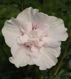 Garteneibisch French Cabaret Pastel 80-100cm - Hibiscus