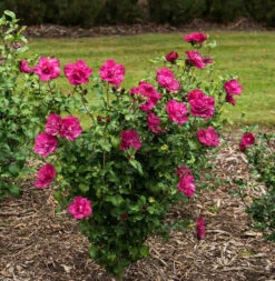 Garteneibisch Magenta Chiffon 100-125cm - Hibiscus