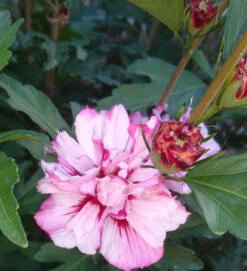 Garteneibisch Miss Silvia 30-40cm - Hibiscus