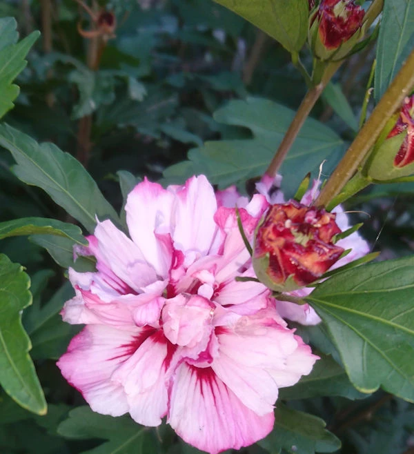 Garteneibisch Miss Silvia 30-40cm - Hibiscus 3 Garteneibisch Miss Silvia 30-40cm - Hibiscus