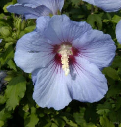Hochstamm Garteneibisch Oiseau Bleu 80-100cm - Hibiscus Syriacus