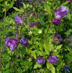 Garteneibisch Russian Violet 60-80cm - Hibiscus