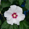 Garteneibisch Shintaeyang 60-80cm - Hibiscus -Pflanze Verkaufsgeschäft Hibiscus syriacus Shintaeyang 1