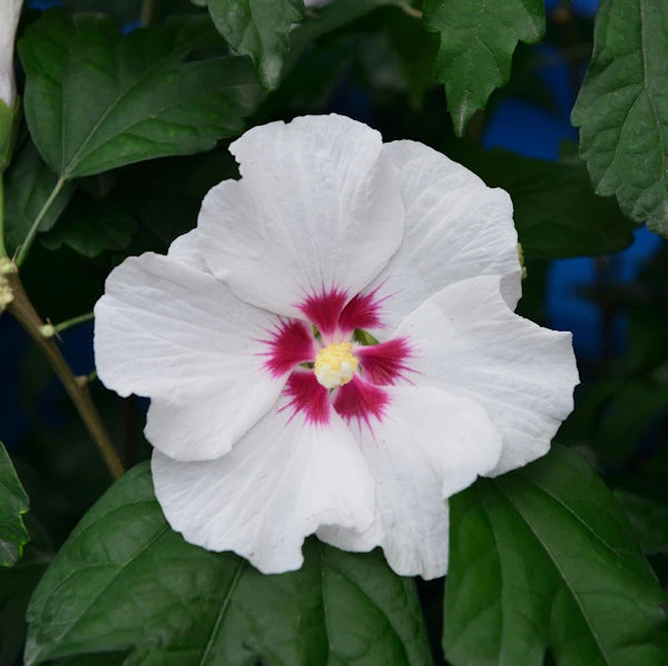 Garteneibisch Shintaeyang 60-80cm - Hibiscus 3 Garteneibisch Shintaeyang 60-80cm - Hibiscus