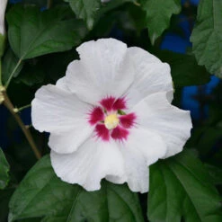 Garteneibisch Shintaeyang 100-125cm - Hibiscus