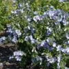 Garteneibisch Sup Blue 60-80cm - Hibiscus -Pflanze Verkaufsgeschäft Hibiscus syriacus Sup Blue
