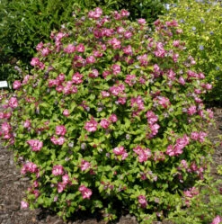 Garteneibisch Sup Bridge 60-80cm - Hibiscus