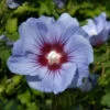 Garteneibisch Coelestis 40-60cm - Hibiscus Syriacus