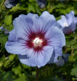 Garteneibisch Coelestis 40-60cm - Hibiscus Syriacus