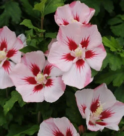 Rosen Eibisch Hamabo 80-100cm - Hibiscus