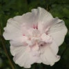 Garteneibisch Leopold 40-60cm - Hibiscus Syriacus -Pflanze Verkaufsgeschäft Hibiscus syriacusLeopoldii