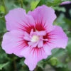 Garteneibisch Maike 40-60cm - Hibiscus Syriacus -Pflanze Verkaufsgeschäft Hibiscus syriacusMaike
